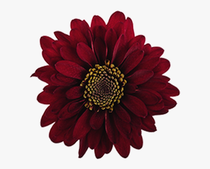 Click To Enlarge Image Burgundy Novelty Motown - Burgundy Flower Clip Art, HD Png Download