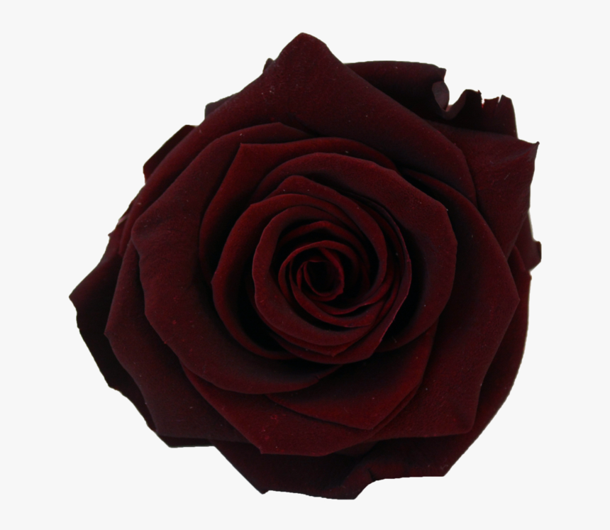 Clip Art Collection Of Free Transparent - Transparent Burgundy Rose, HD Png Download