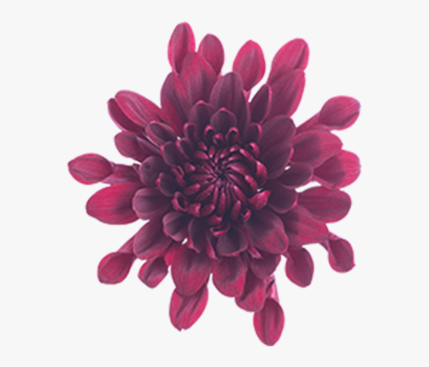 Click To Enlarge Image Burgundy Cushion Malbec - Dahlia, HD Png Download