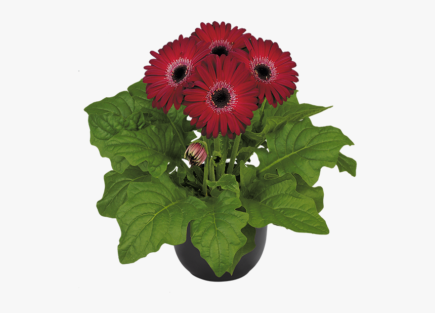 Barberton Daisy, HD Png Download