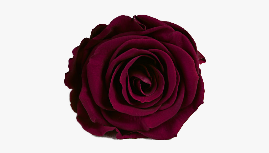 Garden Roses, HD Png Download