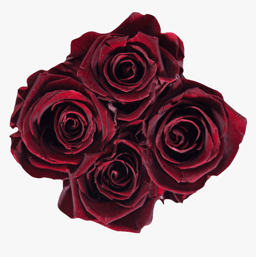 Burgundy - Floribunda, HD Png Download