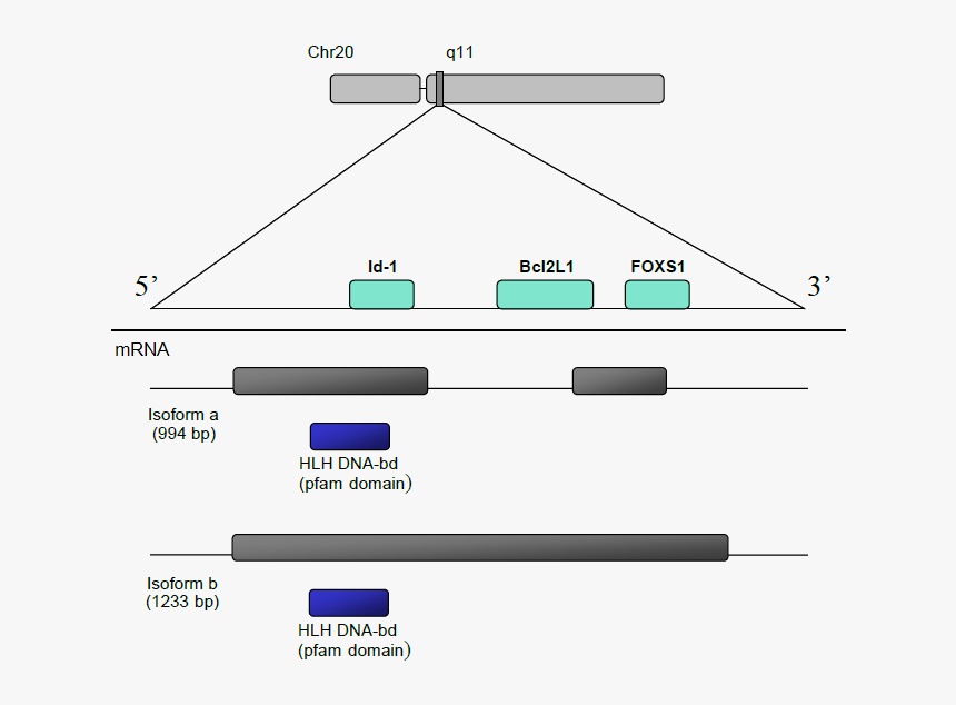 Ay Yıldız Png, Transparent Png