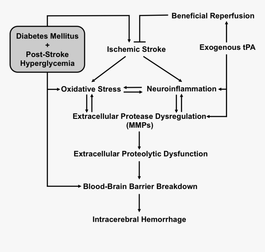 Diagram, HD Png Download
