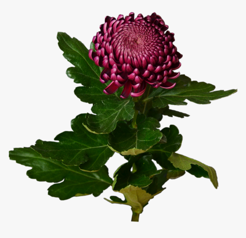 Burgundy Chrysanthemum Flower Shop Studio Flores - Chrysanths, HD Png Download
