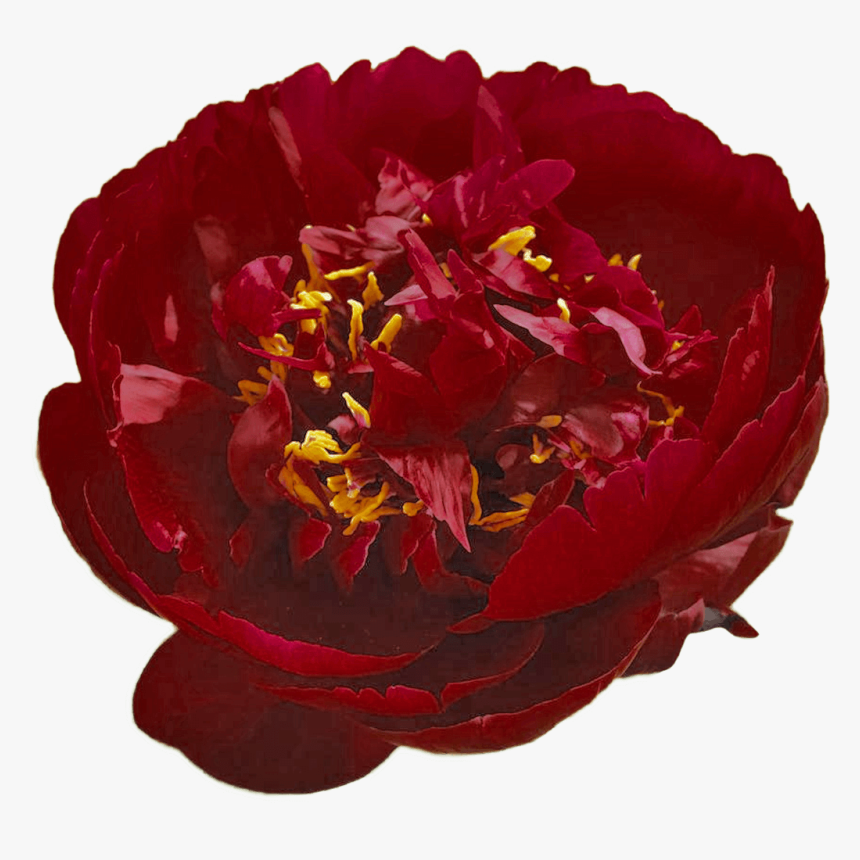Peony, HD Png Download