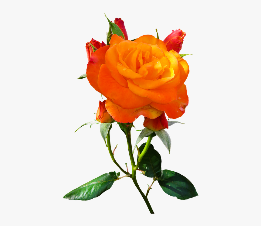 Nature, Flower, Rose, Blossom, Bloom, Isolated, Orange - Rosas De Color Naranja, HD Png Download