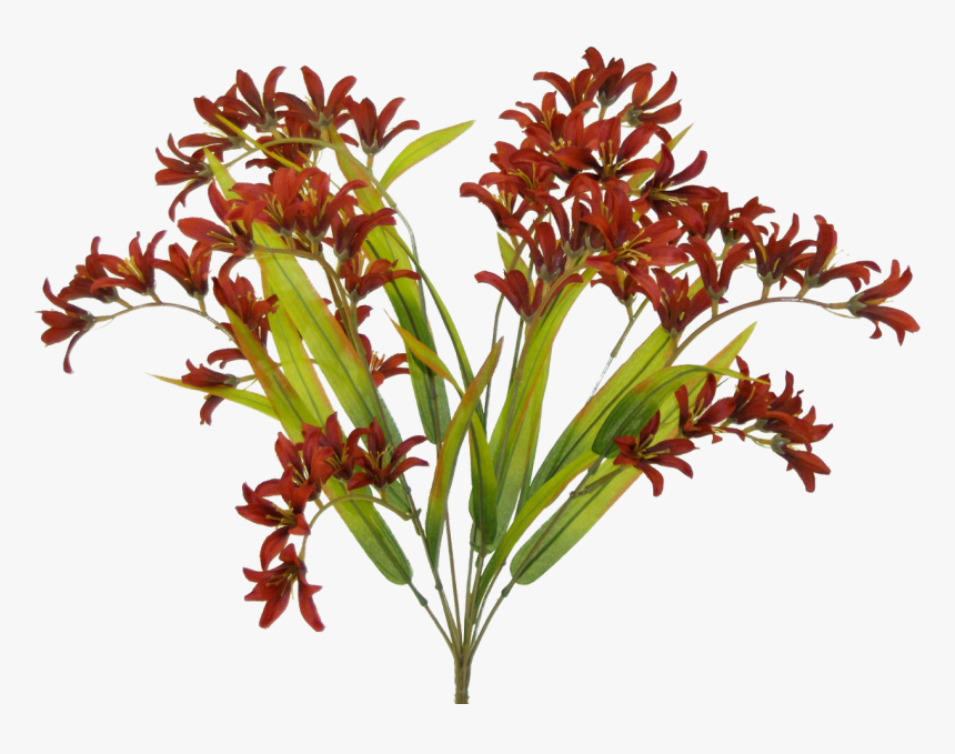 Burgundy Freesia Bush - Fire Lily, HD Png Download