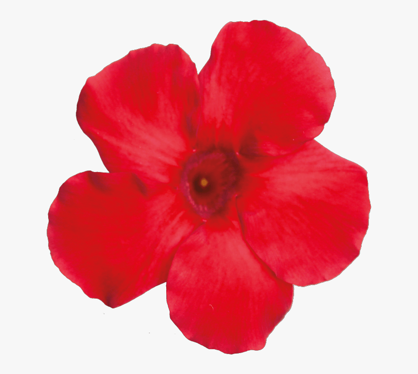Desert Rose, HD Png Download