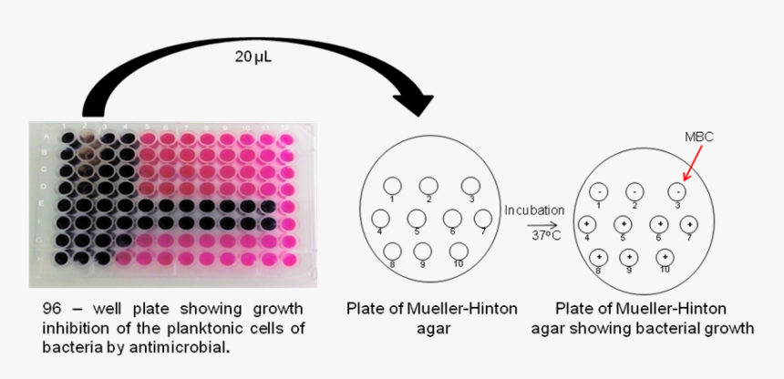 Circle, HD Png Download