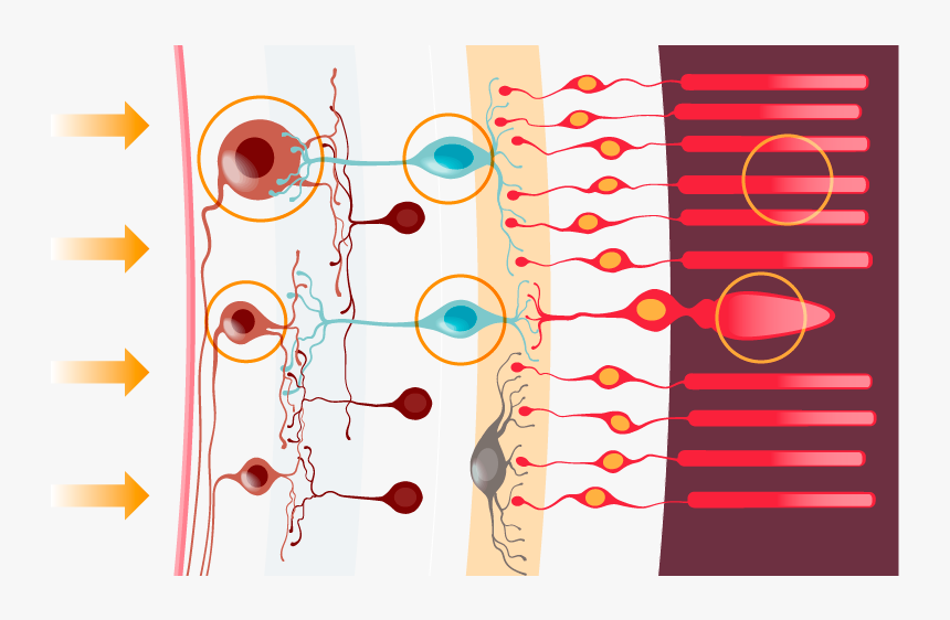 Click On The Ganglion That Will Transmit Information - Cells That Transmit Information From The Rods, HD Png Download