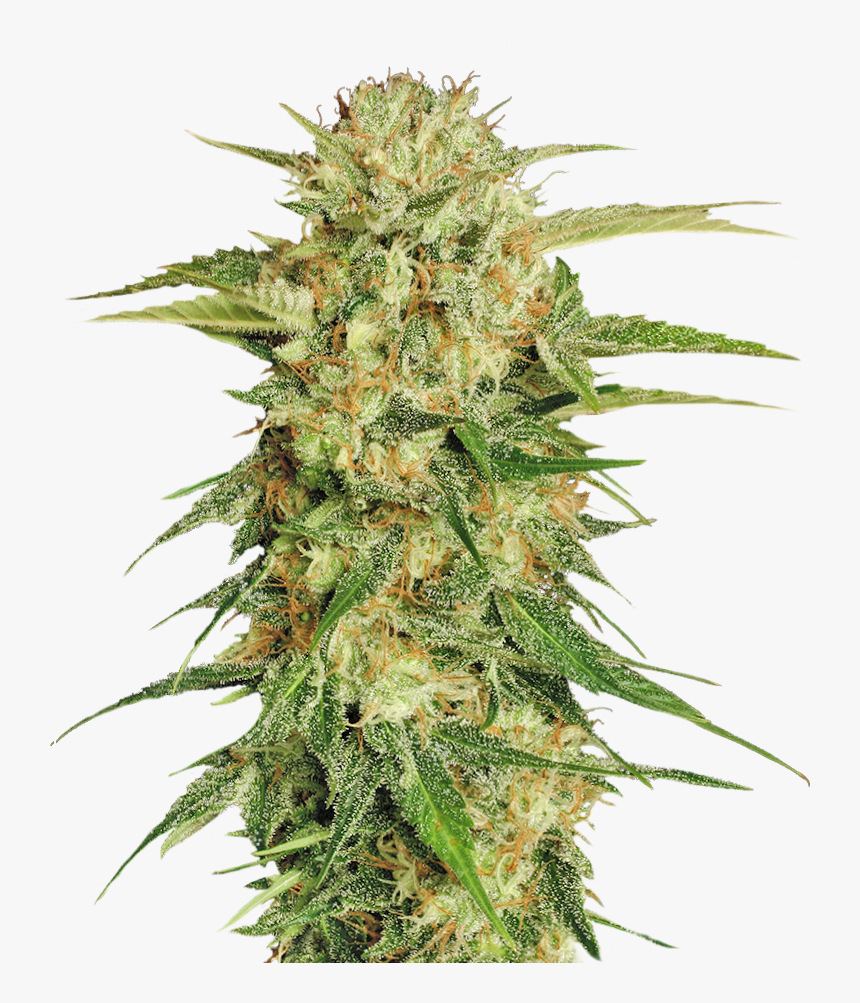 Transparent Weed Transparent Background Weed Png Png Download Transparent Png Image Pngitem