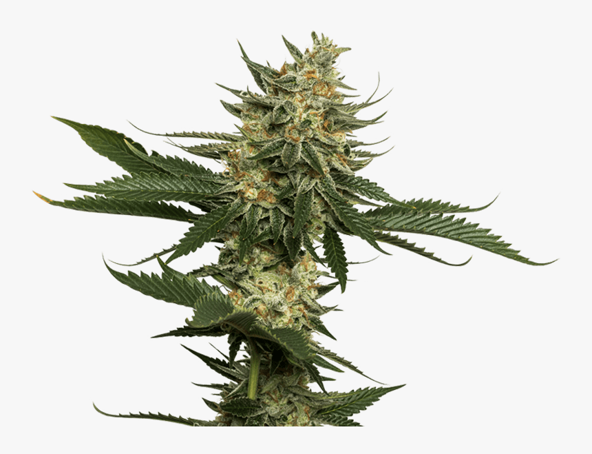 Transparent Weed Plants Png - Weed Plant Png, Png Download