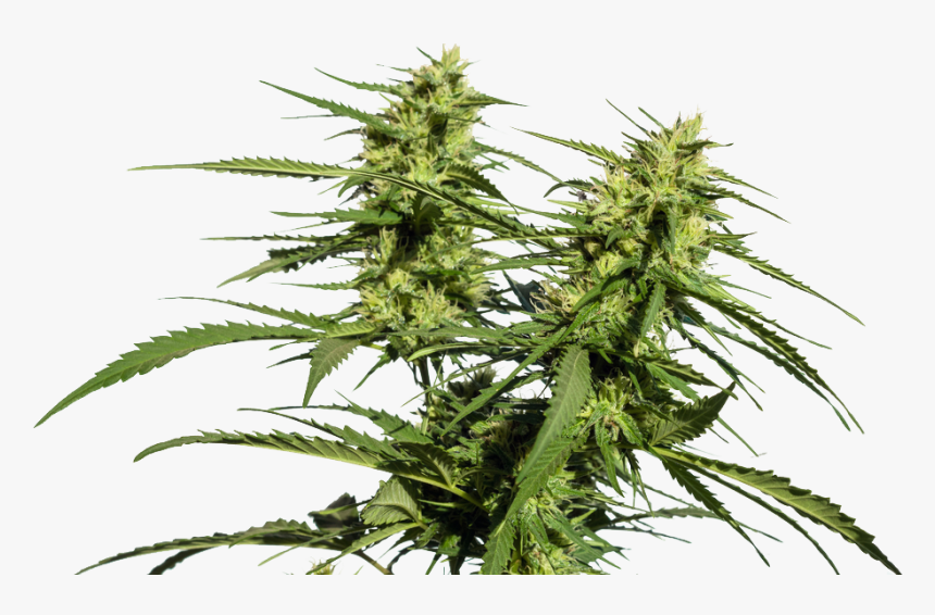 White Widow Xxl Autoflower, HD Png Download