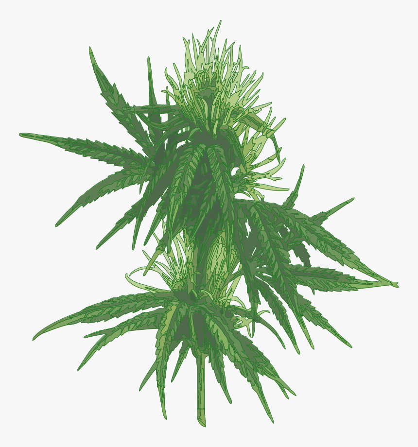 Female Cannabis Plant-01 - Next Statement House Plant Rip Fiddle Leaf Fig Tree, HD Png Download