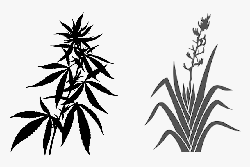 Transparent Weed Plant Png - Cannabis Leaves Transparent Background, Png Download