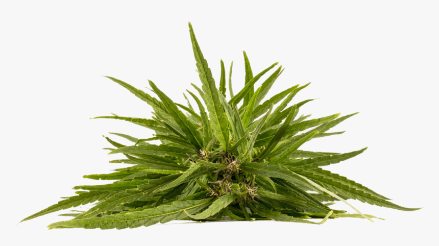 Hemp1 - Full Spectrum Hemp Cbd, HD Png Download