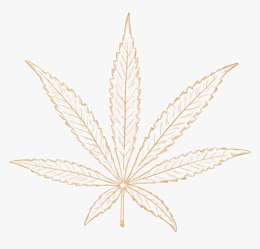 Illustraion Of An Sativa Strain Of Cannabis Plant - Illustration, HD Png Download