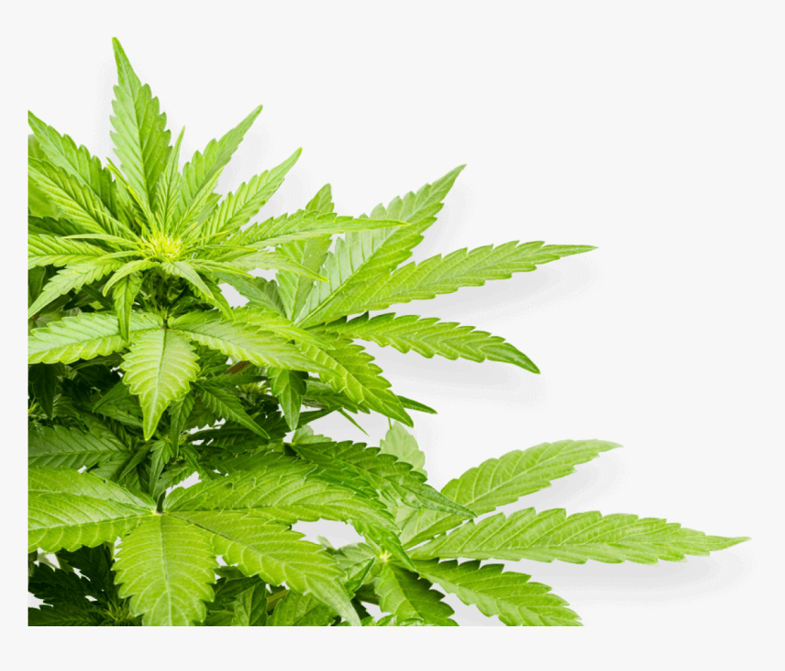 Hemp, HD Png Download