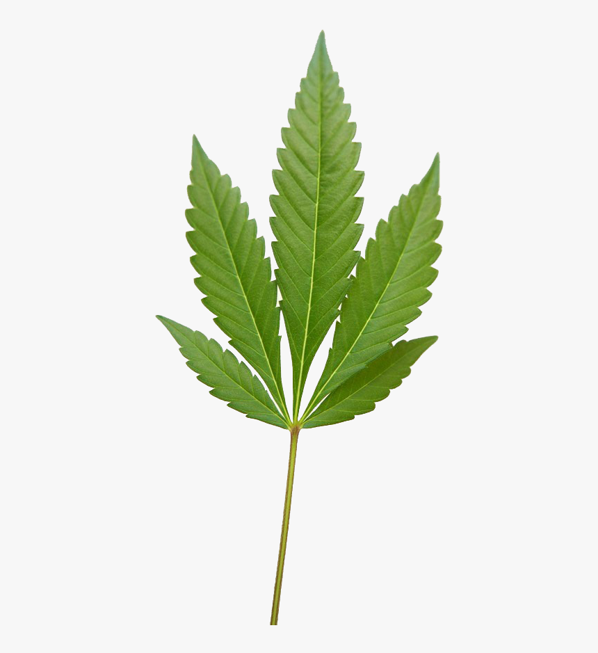 Weed Leaf, Marijuana Weed Png Image - Fern, Transparent Png