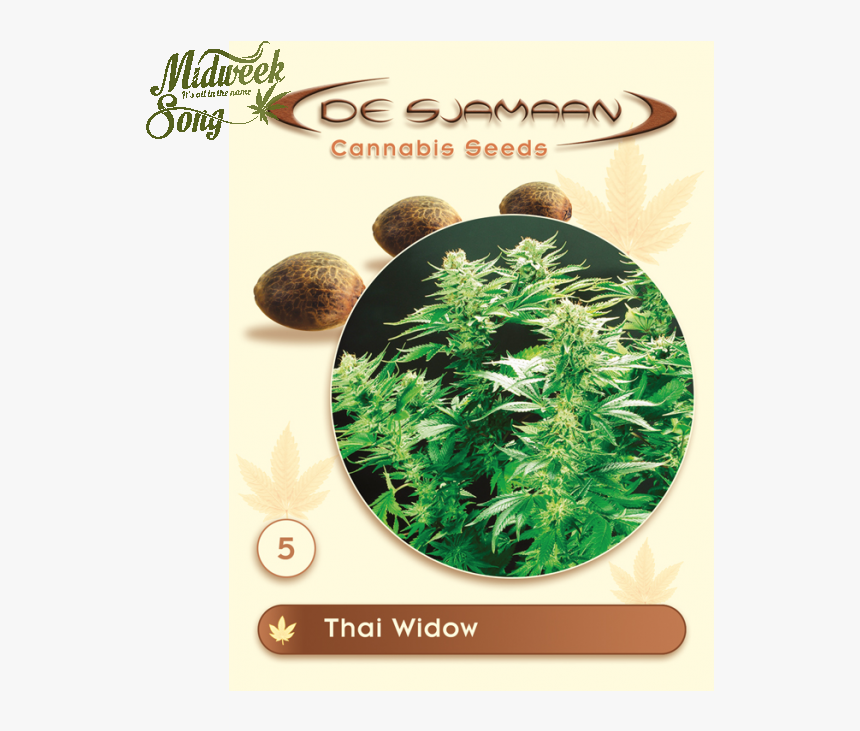 Transparent Weed Plant Png - Thai X White Widow, Png Download
