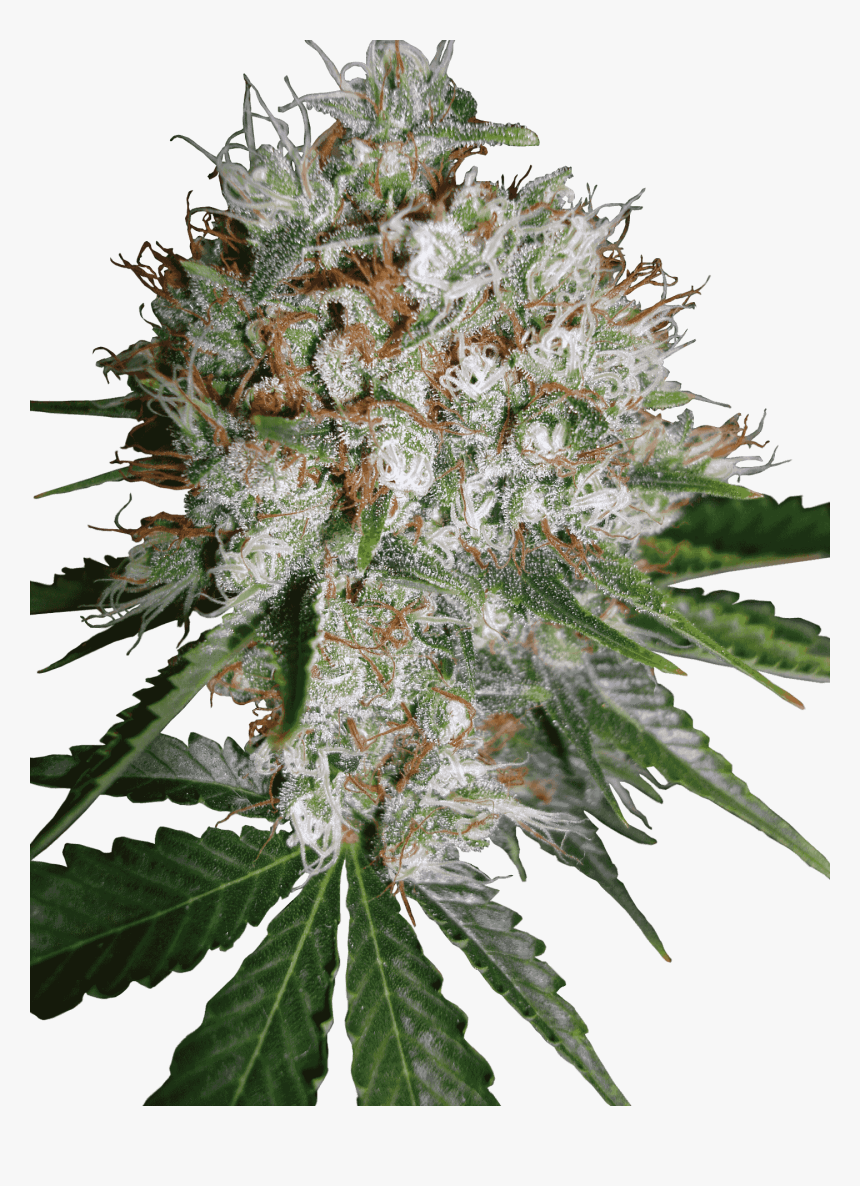 Big Bud Xxl Feminized Seeds, HD Png Download
