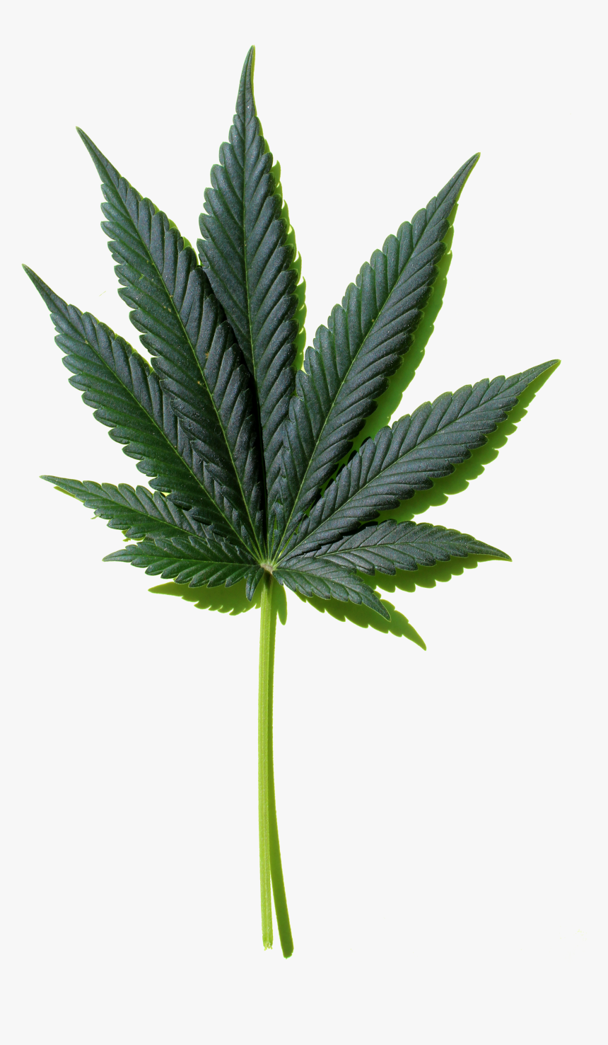 Leaf Image Free To - Transparent Cannabis Leaf Pattern, HD Png Download