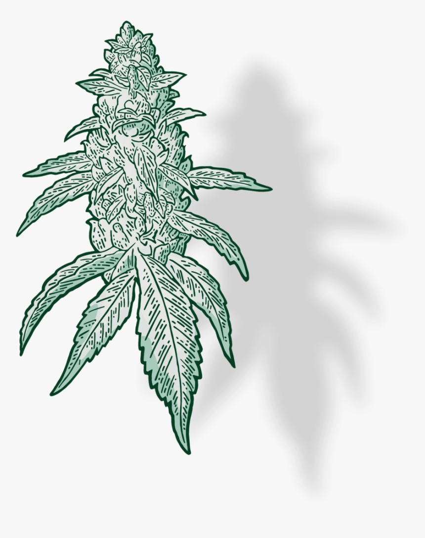 Drawing, HD Png Download