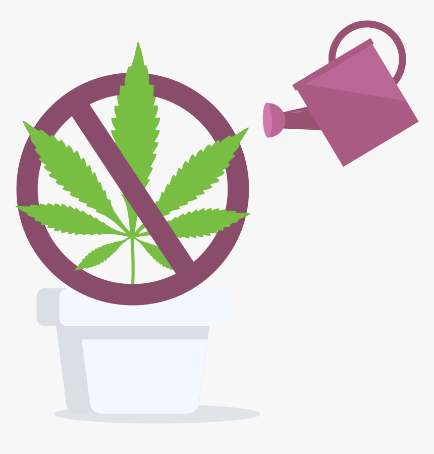 Cannabis Home Grow Is Prohibited In Manitoba, Canada - Cannabis, HD Png Download