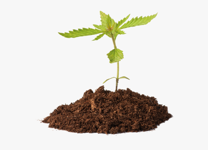 Cannabis Strategic Partners - Im Just A Little Plant, HD Png Download