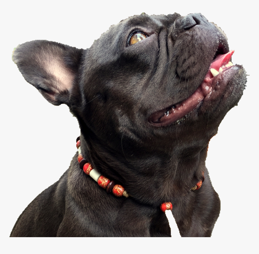 Companion Dog, HD Png Download