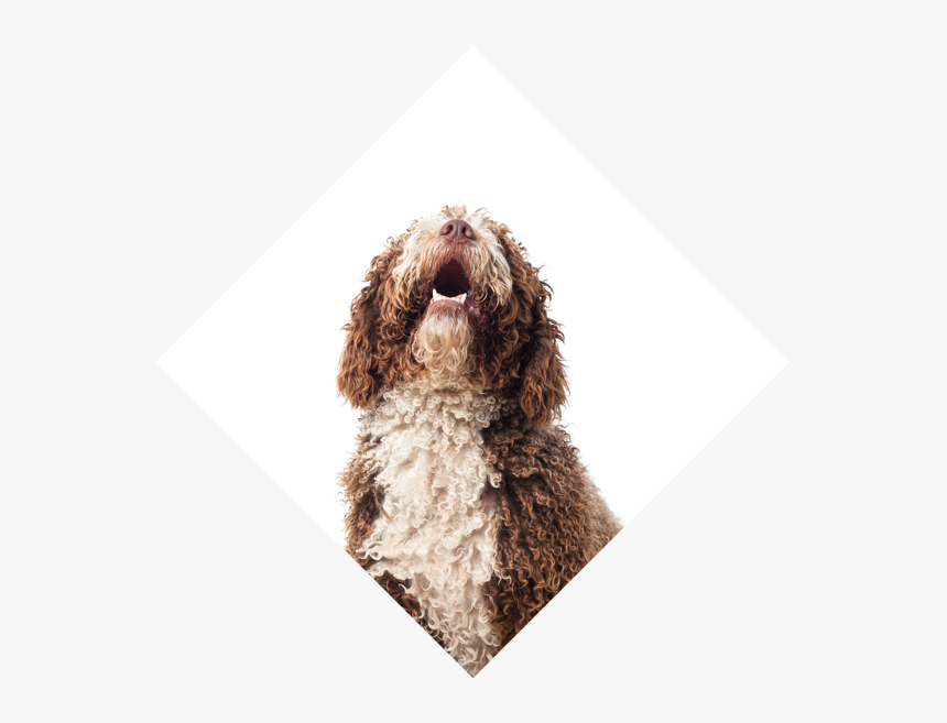 Dog Wash Appointment Booking Software - Perro Mirando Para Arriba, HD Png Download